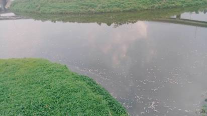 基隆河上游出現大量死魚! 北市府設攔污索 | 