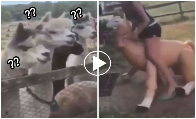 【影】她把羊駝當馬騎 一票草泥馬真的驚呆了! | 華視新聞