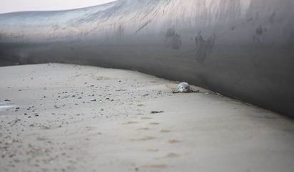來到巨人國? 英海灘出現超巨大塑膠管 | (翻攝每日星報)