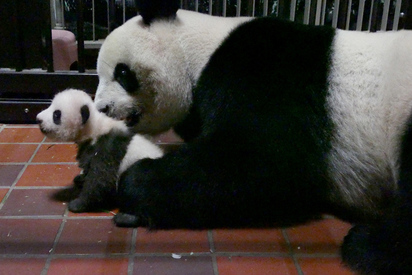 【影】超萌! 上野大貓熊寶寶長肉2個月逾3kg | 真真與女兒互動。