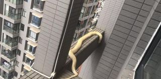 20公斤黃金巨蟒 掛在20樓外牆亂晃