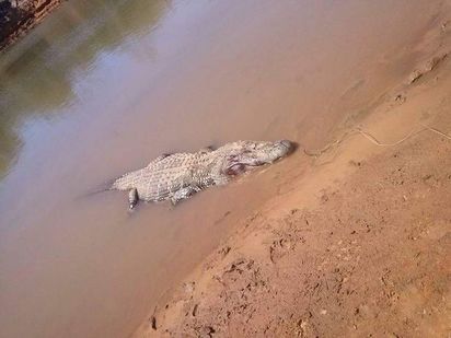 巴西農夫離奇失蹤 竟在鱷魚肚內找到遺骸 | (翻攝鏡報)