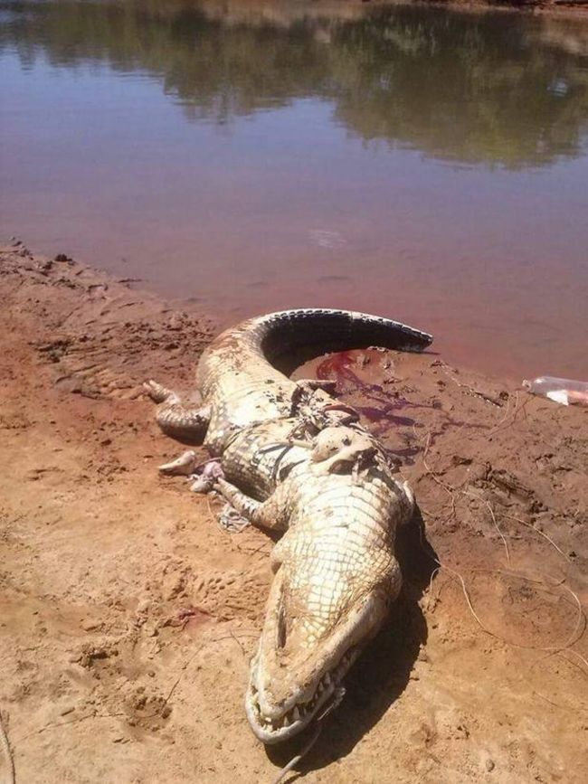 巴西農夫離奇失蹤 竟在鱷魚肚內找到遺骸 | 華視新聞