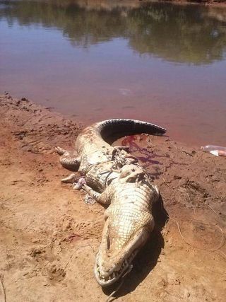 巴西農夫離奇失蹤 竟在鱷魚肚內找到遺骸