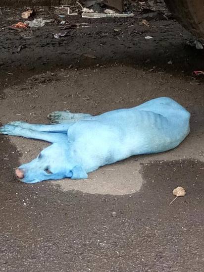 異種! 藍色"阿凡達狗" 常喝汙染毒河水 | 藍色的阿凡達狗。