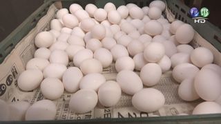 毒雞蛋 回收百萬顆 林全:第一時間沒耽擱