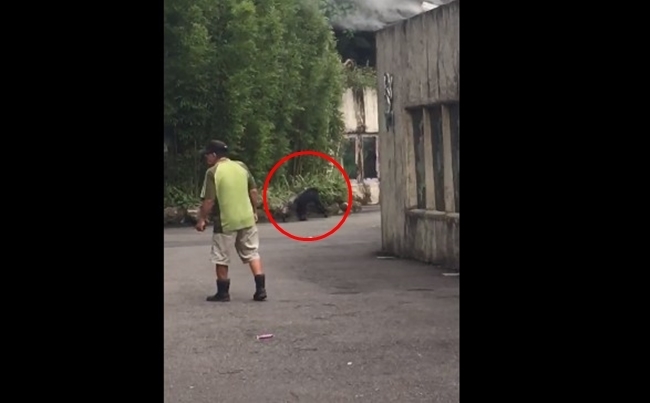 【影】黑猩猩"越獄"逛大街! 嚇壞動物園遊客 | 華視新聞