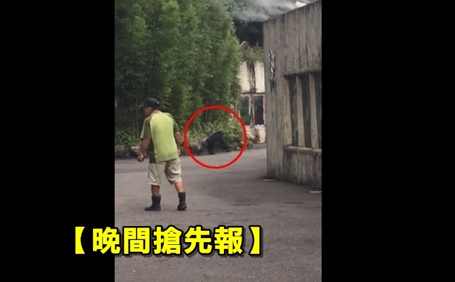 【晚間搶先報】北市動物園猩猩"越獄" 遊客驚叫 | 華視新聞