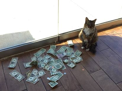【影】流浪貓變身守財貓 最愛躺在鈔票上滾 | 守財貓(翻攝臉書CASHnip Kitty)