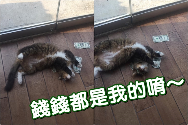 【影】流浪貓變身守財貓 最愛躺在鈔票上滾 | 華視新聞