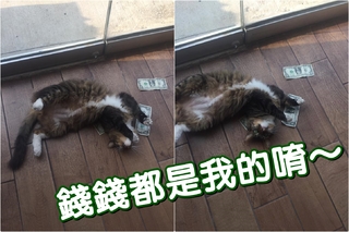 【影】流浪貓變身守財貓 最愛躺在鈔票上滾
