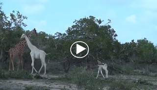 【影】超罕見! 肯亞發現"白色"長頸鹿