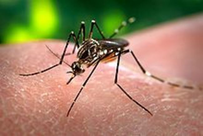 首例! 菲律賓境外移入"茲卡" 疾管署籲防蚊 | 華視新聞