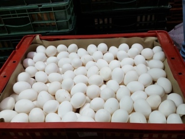 雞蛋又驗出芬普尼 農委會擬修法再犯"撤照" | 華視新聞