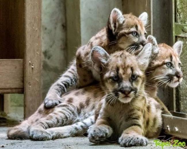 3個月大美洲獅寶寶將亮相! 動物園邀民眾命名 | 華視新聞