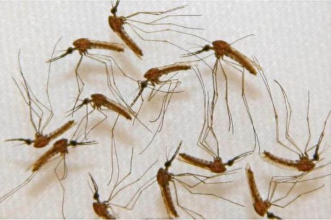 「超級瘧疾」橫行東南亞 目前無藥可治 | 華視新聞