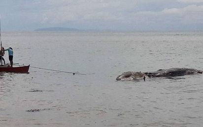 10公尺"海怪"遺體飄屍臭 菲律賓拖回海裡 | 不知名海洋生物遺體。
