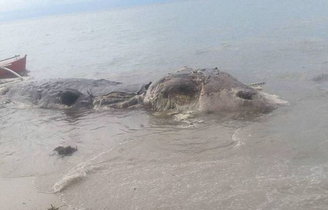 10公尺"海怪"遺體飄屍臭 菲律賓拖回海裡 | 華視新聞