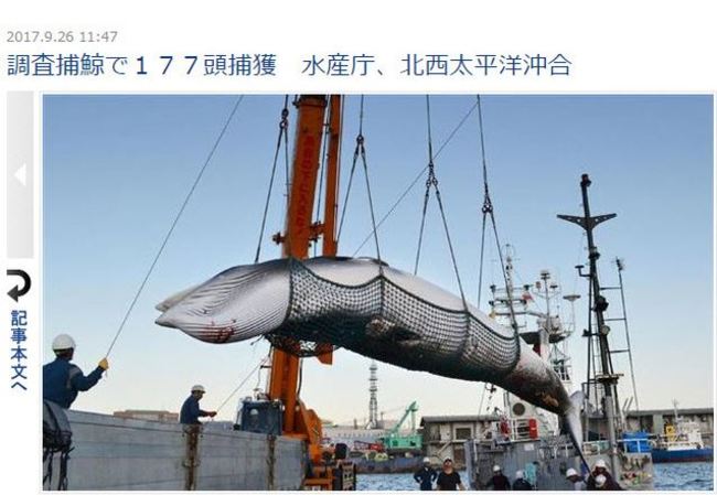 又再犯! 日以科學研究為名 捕獵177頭鯨魚 | 華視新聞