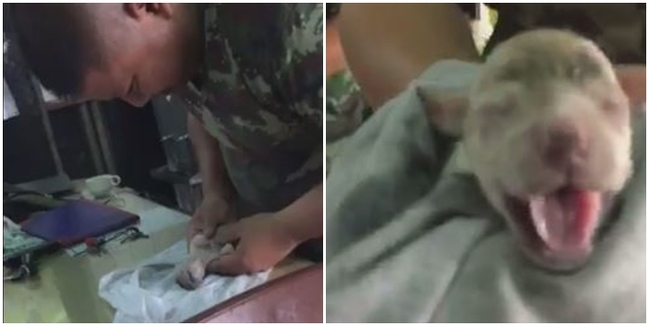 狗寶寶嗆到沒呼吸! 軍人CPR拍背帥救回 | 華視新聞