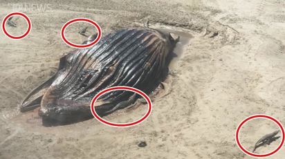 驚人! 超巨型鯨魚屍體 14鱷魚瓜分暴食 | (翻攝澳洲廣播公司)