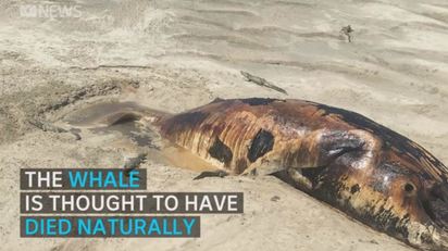 驚人! 超巨型鯨魚屍體 14鱷魚瓜分暴食 | (翻攝澳洲廣播公司)