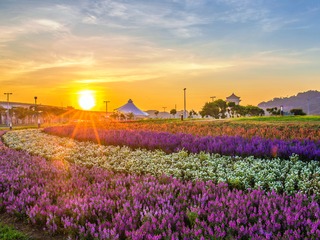 中秋賞月兼賞花 大佳河濱花海正美