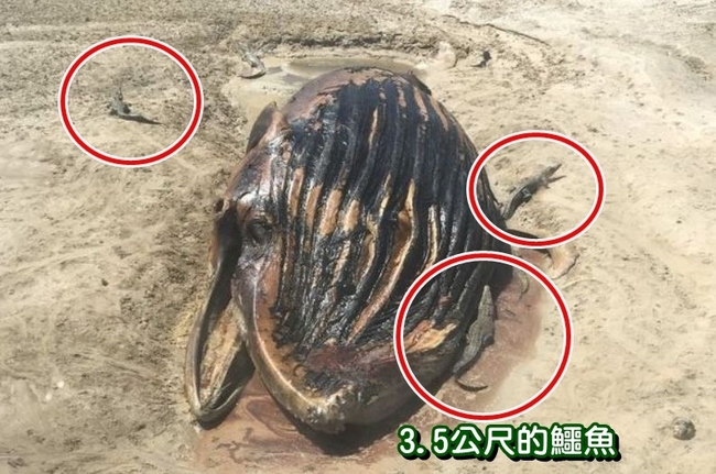 驚人! 超巨型鯨魚屍體 14鱷魚瓜分暴食 | 華視新聞