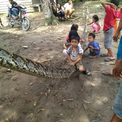 他單挑7公尺超級大巨蟒 打贏卻被咬重傷 | 小朋友完全不怕坐在蛇屍體上遊戲。