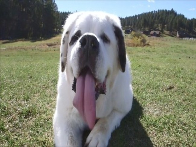 世界最「長舌」狗是牠 18.58公分破記錄 | 華視新聞