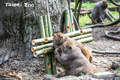 動物也瘋國慶! 園區奉雙十佳餚.道具 | 動物園的動物們一同慶雙十。