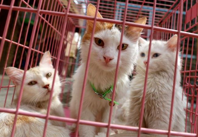 可惡! 日代課師虐殺20貓 只因”不給人摸” | 華視新聞