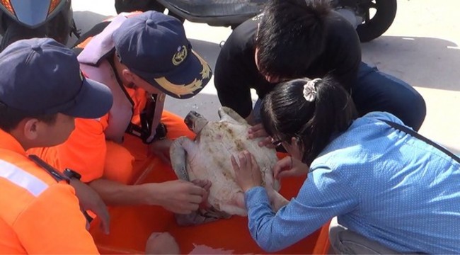 拯救擱淺綠蠵龜 海巡署與農漁局通力合作 | 華視新聞