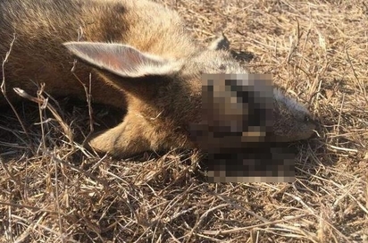 【慎入】可惡! 澳洲近百袋鼠慘死 凶器為”弓箭” | 沙袋鼠遭弓箭射殺(翻攝澳洲公共廣播電台)