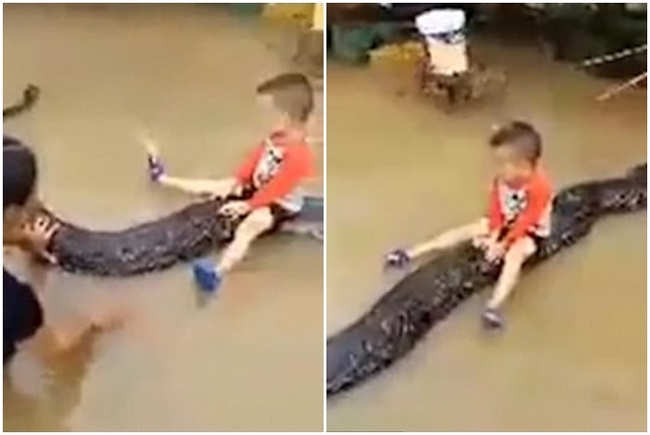 【影】越南水災 3歲童坐80kg巨蟒水中嬉戲 | 華視新聞