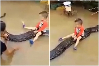 【影】越南水災 3歲童坐80kg巨蟒水中嬉戲