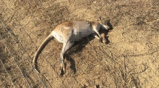 【慎入】可惡! 澳洲近百袋鼠慘死 凶器為”弓箭” | 華視新聞
