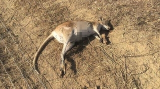 【慎入】可惡! 澳洲近百袋鼠慘死 凶器為”弓箭”