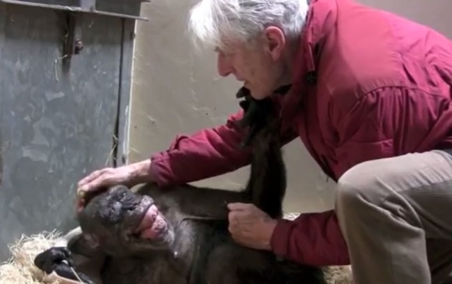 【影】黑猩猩阿嬤瀕死 見44年人類老友"開心笑了" | 華視新聞