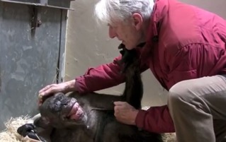 【影】黑猩猩阿嬤瀕死 見44年人類老友"開心笑了"