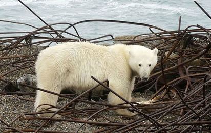 熊入侵! 北極熊包圍村莊 嚇壞俄國民眾 | 北極熊寶寶(翻攝西伯利亞時報)