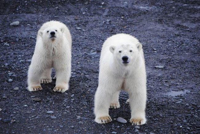 熊入侵! 北極熊包圍村莊 嚇壞俄國民眾 | 華視新聞