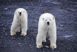 熊入侵! 北極熊包圍村莊 嚇壞俄國民眾