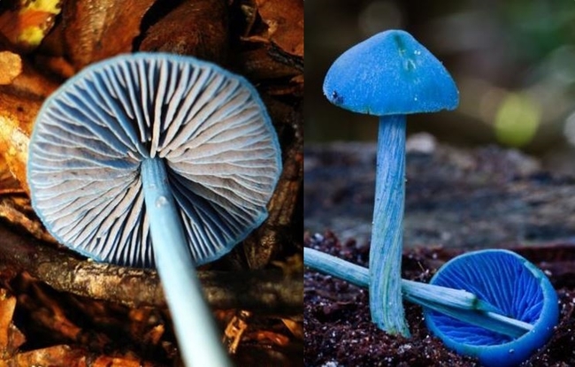 雲南新品種植物 這下真的「藍瘦香菇」了! | 華視新聞