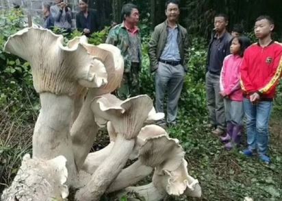 雲南出現怪物磨菇 陸網友:能吃嗎? | 雲南巨型野生蘑菇(翻攝微博)