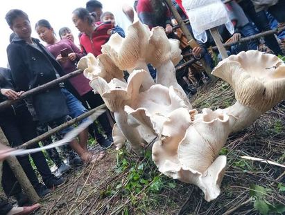 雲南出現怪物磨菇 陸網友:能吃嗎? | 雲南巨型野生蘑菇(翻攝微博)