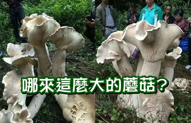 雲南出現怪物磨菇 陸網友:能吃嗎? | 華視新聞