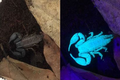 蠍子為什麼發"藍光"? 科學家至今無解 | 蠍子發藍光。