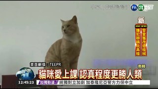 韓國學霸貓咪 上課認真人氣高