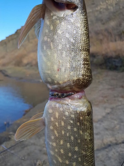 魚遭綁塑膠條險"分屍" 漁夫怒:撿起你的垃圾 | 魚肚綁塑膠。